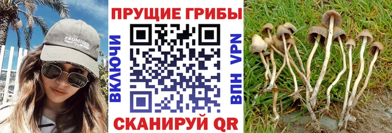 Галлюциногенные грибы GOLDEN TEACHER  OMG как зайти  Саянск 